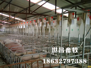 豬場(chǎng)料線