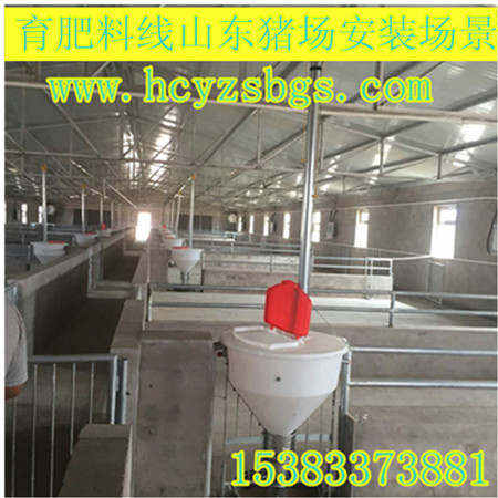 全自動化料線喂養(yǎng)豬設(shè)備泊頭市世昌畜牧有限公司